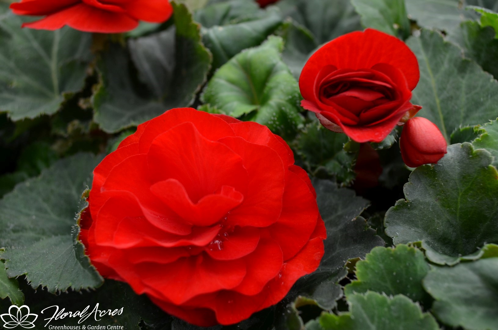 Begonia Non Stop Red Floral Acres
